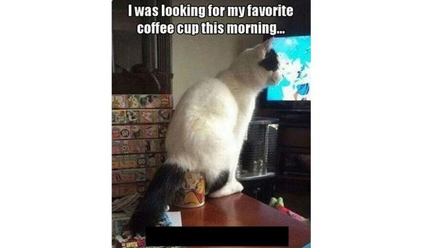 Tingkah kucimg (Sumber: Boredpanda)