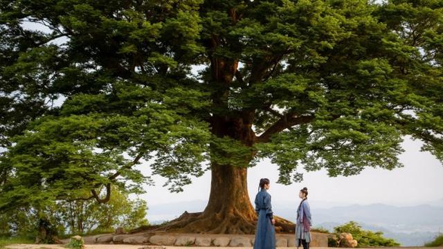 Pohon Cinta Ms. Seongheungsan lokasi syuting drama "Alchemy of Souls"