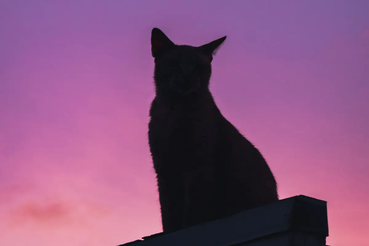 kucing