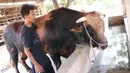 Peternak sapi melakukan perawatan sapi yang sudah dibeli Presiden Joko Widodo untuk kurban  Idul Adha di Ciledug, Tangerang, Banten, Selasa (28/7/2020). Sesekali dipijit dengan Cara memukul lembut di bagian tertentu.  (Liputan6.com/Angga Yuniar)