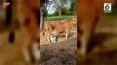 Pemandangan tak biasa terjadi di peternakan di Maine, Amerika Serikat. Jika biasanya sapi akan menyusui anak yang sejenis dengannya, berbeda dengan sapi perah ini. Ia mengizinkan dua ekor anak kambing menyusu padanya.