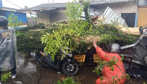 Pohon 15 Meter Roboh di Jalur Puncak. (Dok Kanit Turjawali Satlantas Polres Cianjur, Ipda Gingin)