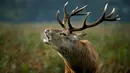 Seekor rusa merah jantan melenguh selama musim kawin yang berlangsung pada musim gugur di Bushy Park, London, Rabu (14/10/2020). Musim gugur merupakan awal musim kawin bagi kawanan rusa merah ditandai dengan para pejantan saling beradu menarik perhatian betina.  (AP Photo/Matt Dunham)