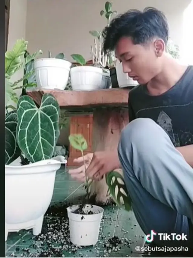 Viral Video Pria Pecahkan Pot Tanaman Janda Bolong Seharga Jutaan Rupiah