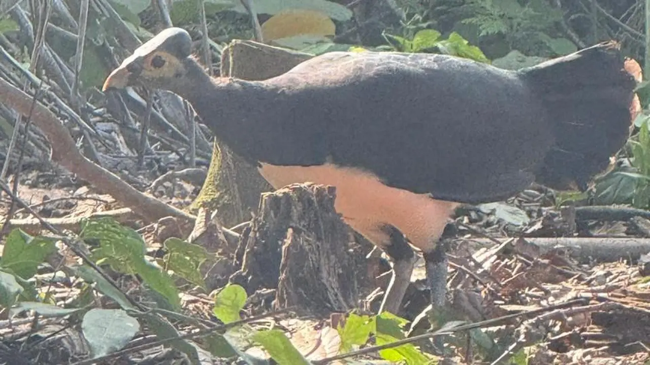 Satwa langka burung Maleo (Macrocephalon maleo) ditemukan di kaki Gunung Klabat, Kabupaten Minahasa Utara, Sulut