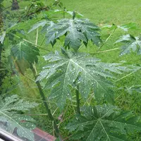Daun pepaya | Via: isimewa