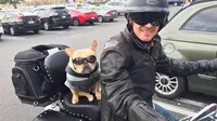 Menggemaskan, anjing French Bulldog Ini suka touring motor (sumber. mashable.com)