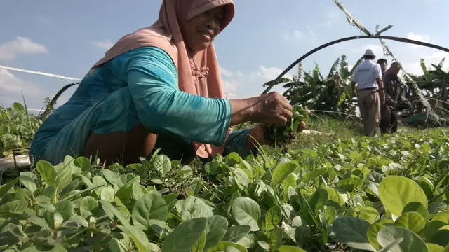 Petani Tembakau