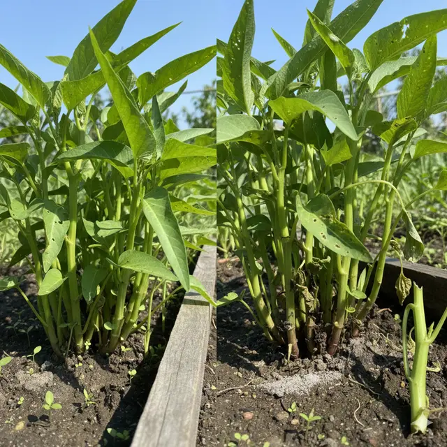 Kangkung yang Ditanam dari Biji (kiri) dan Batang (kanan) (Foto: Gemini)