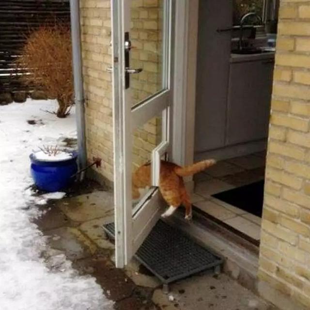 10 Potret Nyeleneh Kucing Tersangkut Waktu Usil, Penampakannya Bikin Nyengir