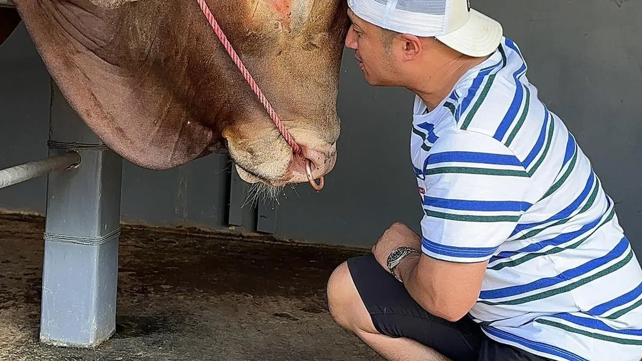 7 Potret Wariso, Sapi Kurban Jumbo Milik Irfan Hakim yang Curi Perhatian