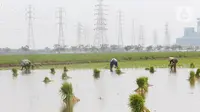 Petani tengah menggarap sawah di Kabupaten Tangerang, Senin (9/8/2021). Mentan Syahrul Yasin Limpo mengatakan sektor pertanian tahan terhadap dampak pandemi COVID-19 yang menyebabkan pertumbuhan ekonomi di sektor lain negatif, sementara di pertanian selalu positif. (Liputan6.com/Angga Yuniar)