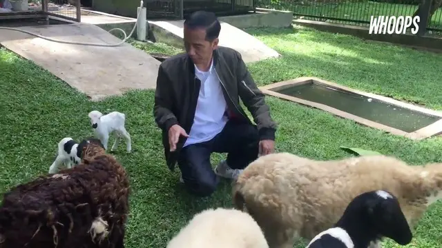 Jokowi yang kini rajin membuat vlog, kini hadir membawa berita gembira dari binatang peliharaannya.