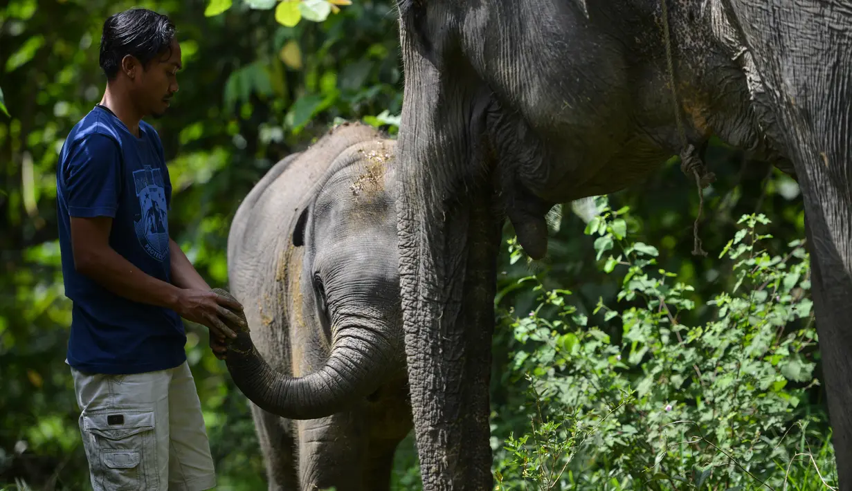 Bayi gajah Sumatra berusia dua tahun diperiksa pawang dari Unit Respons Konservasi Trumon di Trumon, Aceh Selatan (10/1). Periode kehamilan untuk bayi gajah sumatera adalah 22 bulan dengan umur rata-rata sampai 70 tahun. (AFP Photo/Chaideer Mahyuddin)