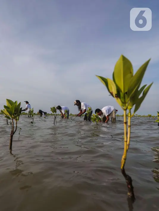Hal itu dalam rangka peningkatan program enviromental social givernance (ESG) Project Balongan di pesisir pantai Kabupaten Indramayu. (Liputan6.com/Angga Yuniar)