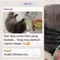 Potret Kucing 'Bantuin Masak' Di Dapur, Aksinya Bikin Gemas. (Sumber: Twitter/ZOO_FESS)