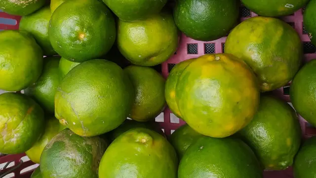 Selain rasanya yang manis, buah dan bulirnya yang banyak menjadi salah satu keunngulan dari dari varietas jeruk Garut sejak lama.