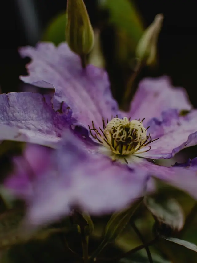 Clematis: Simbol Kecerdasan dan Keteguhan Jiwa