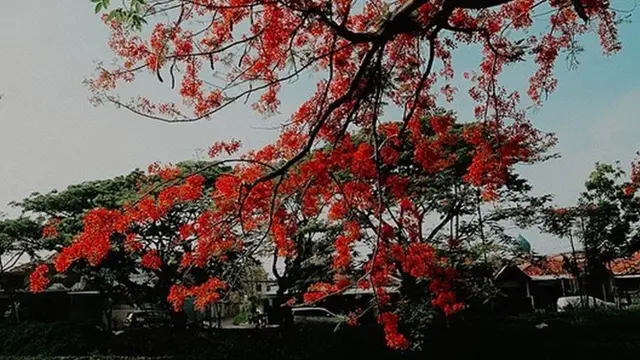 Bunga Flamboyan Mulai Mekar di Musim Hujan, Ini 5 Potret Surabaya Bak Negeri Jepang