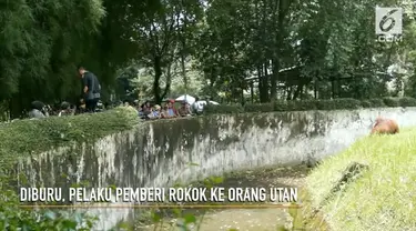 Pelaku pemberi rokok kepada orangutan kini dalam pengejaran pihak kepolisian.