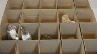 Sembilan ekor kucing direkam sedang bermain petak umpet di dalam ‘labirin’ kotak kardus