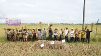 Kementerian Pertanian menggelar kegiatan Panen Padi Nusantara Satu Juta Hektare secara serentak pada Kamis (9/3) (dok: merdeka)