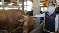 Gubernur Jawa Timur (Jatim) Khofifah Indar Parawansa mengunjungi dua peternakan sapi di Desa Pilanggot, Desa Wonokromo, Kecamatan Tikung, Kabupaten Lamongan, Jatim (Foto: Liputan6.com/Dian Kurniawan)