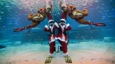 Seorang penyelam yang mengenakan kostum sinterklas dan Rudolph tampil dengan ikan sarden di Coex Aquarium, Seoul, Selasa (18/12). Acara rutin tahunan ini menghadirkan penyelam berpakaian Sinterklas untuk menghibur pengunjung. (AP Photo/Ahn Young-joon)
