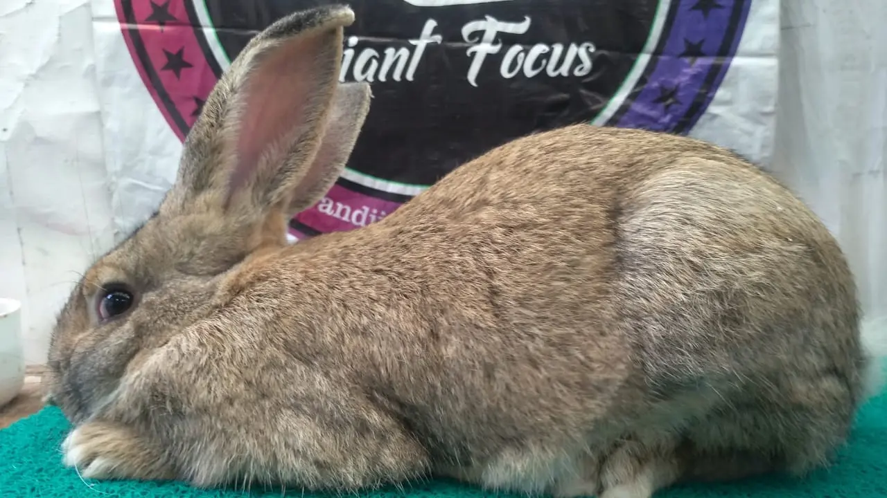Jenis kelinci Flemish Giant bakal menjadi salah satu ras kelinci yang akan dilombakan dalam  Kejuaraan Bale Paminton ARBA Show 2021 Garut, Jawa Barat.