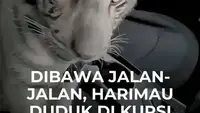 Dibawa Jalan-Jalan, Harimau Duduk di Kursi Penumpang
