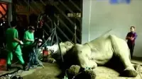Gajah Dioperasi - Maling Tertidur di Rumah Korban