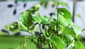9 Tanaman Herbal Merambat untuk Pergola Kayu, Estetik dan Kaya Manfaat