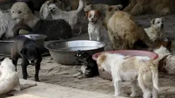 Sejumlah anjing yang ditampung Yang Xiaoyun di Tianjin, China, Rabu (8/7). Yang Xiaoyun dikabarkan telah mengeluarkan uang sebesar 48.248 USD untuk menyelamatkan 500 anjing dari toko daging anjing. (REUTERS/Kim Kyung-Hoon)