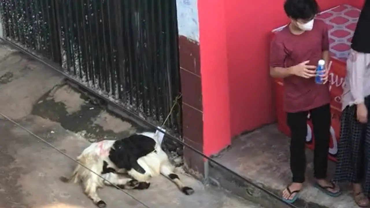 Tingkah hewan kurban pura-pura mati saat hendak disembelih.