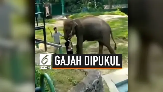 Dinas Pariwisata, Pemuda dan Olahraga (Disparpora) Kota Bukittinggi, Sumatera Barat, angkat bicara dan meminta maaf pada publik. Ini terkait viralnya video pemukulan seekor gajah yang dilakukan pawang di Kebun Binatang Bukittinggi.