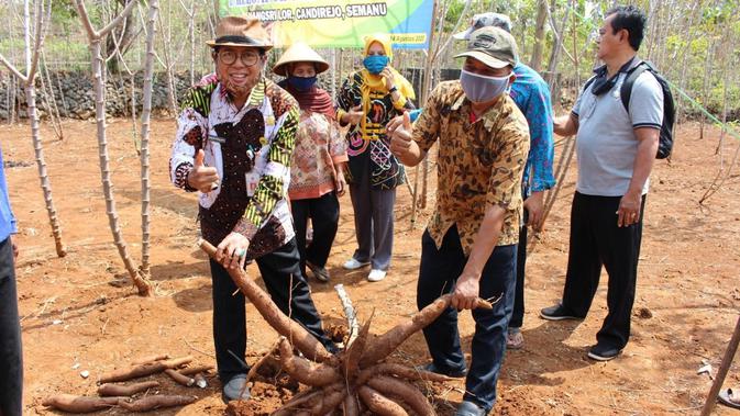 Panen ubi kayu oleh jajaran Dinas Pertanian dan Pangan Kabupaten Gunungkidul yang dipimpin langsung Bambang Wisnu Broto. (Dok Kementan)