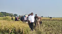 Presiden Joko Widodo atau Jokowi saat meninjau panen padi di Kabupaten Subang, Jawa Barat, Minggu (8/10/2023). (Liputan6.com/Lizsa Egeham)
