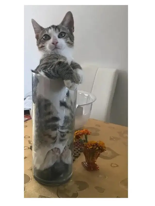 6 Aksi Kucing Masuk ke Dalam Gelas Ini Banyak Tingkah, Ada-Ada Saja