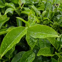 Segudang khasiat green tea dalam bentuk masker wajah. (unsplash.com/@rashidrashid)