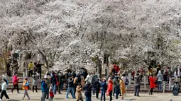 Pengunjung menikmati bunga sakura selama festival musim semi di Taman Yuyuantan, Beijing, China, Sabtu (30/3). Festival bunga sakura yang sangat populer ini digelar setiap tahun. (AP Photo/Andy Wong)