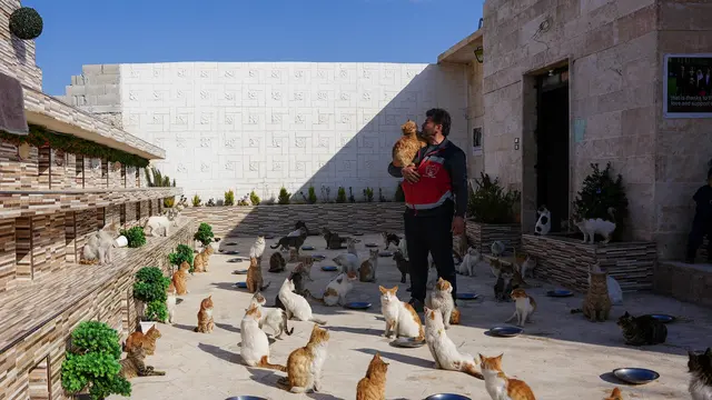 Merawat Kucing-Kucing yang Diselamatkan dari Gempa Turki dan Suriah