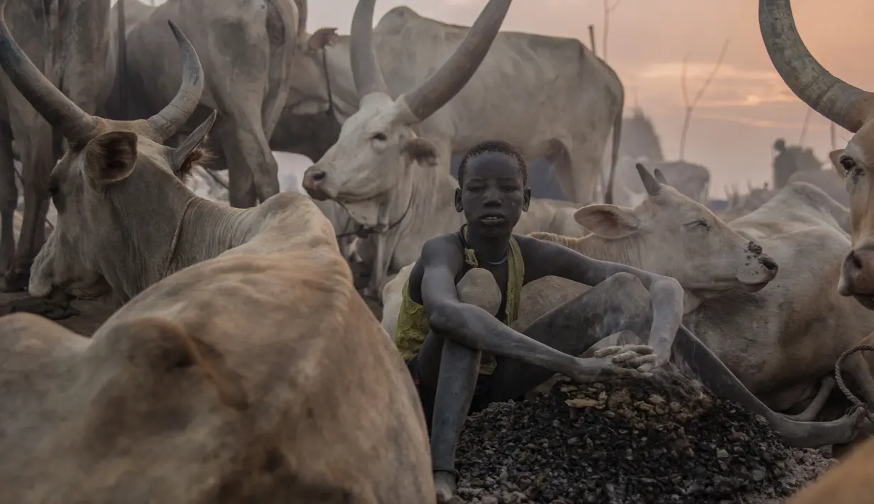 Seorang anak dari suku Dinka duduk di antara hewan ternak di Mingkaman, Lakes State, Sudan Selatan, Minggu (4/3). (Stefanie GLINSKI/AFP)