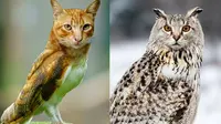 6 Editan Foto Kucing Campuran Burung Ini Nyeleneh, Bikin Bingung (Boredpanda)