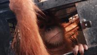 Kisah Bayi Orangutan Yatim yang Diselamatkan dari Penahanan Ilegal di Kalimantan