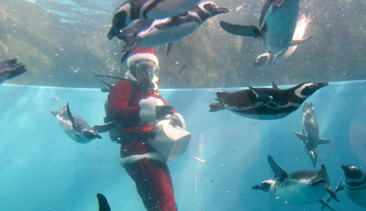 Seorang pria mengenakan kostum Santa Claus berenang sambil memberi makan penguin Magellan di Hakkeijima Sea Paradise di Yokohama (11/11). Acara ini untuk menyambut sekaligus memeriahkan Hari Natal. (AFP Photo/Toshifumi Kitamura)