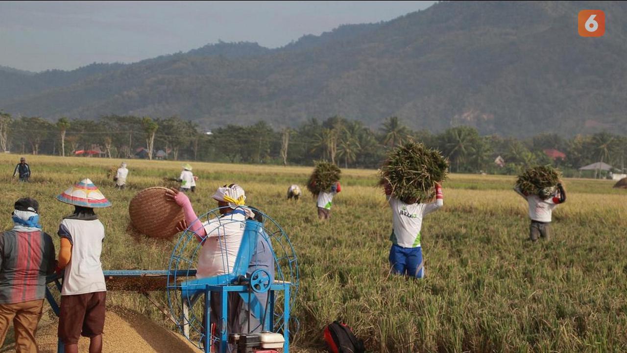 Sejumlah Petani sawah di Provinsi Gorontalo. (Foto: Arfandi/Ibrahim)