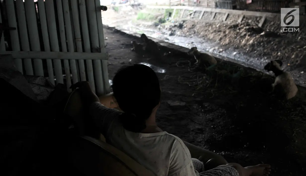 Warga melihat hewan ternakannya di kolong jembatan, Jakarta, Kamis (14/2). Kolong jembatan tersebut digunakan oleh warga setempat untuk menernak hewan dan membuat arang akibat kurangnya lahan. (Merdeka.com/Iqbal S. Nugroho)