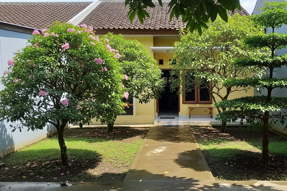 Ide Pohon Kecil yang Rimbun Tapi Akar Tetap Aman untuk Rumah