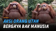 Nampak orang utan menyukai kacamata milik pengunjung yang terjatuh tersebut.