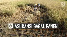 Terdapat Asuransi yang bisa digunakan oleh petani untuk antisipasi gagal panen. Salah satunya bernama program Asuransi Usaha Tani Padi (AUTP).